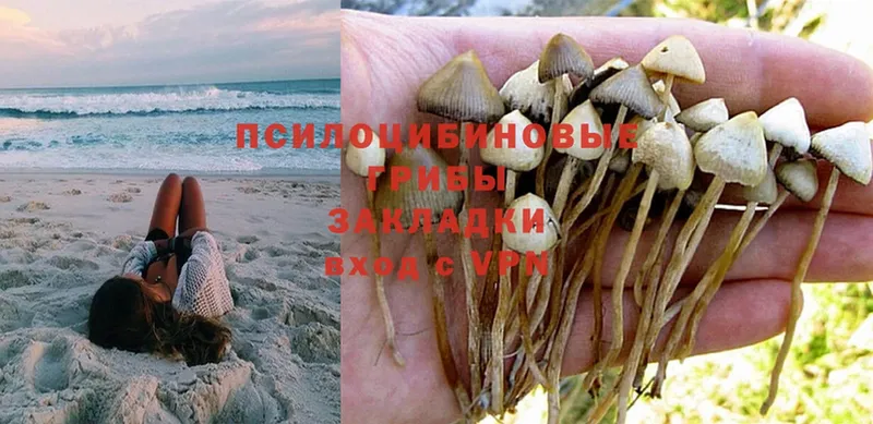 Галлюциногенные грибы Psilocybe  как найти закладки  Ревда 